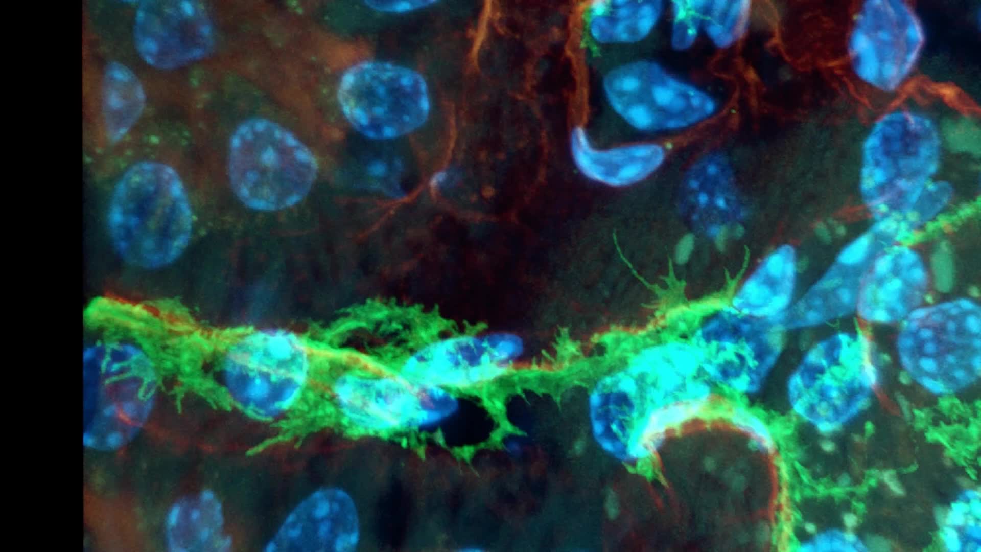 Hochgeladenes Medium 68f788e4646961.45427663