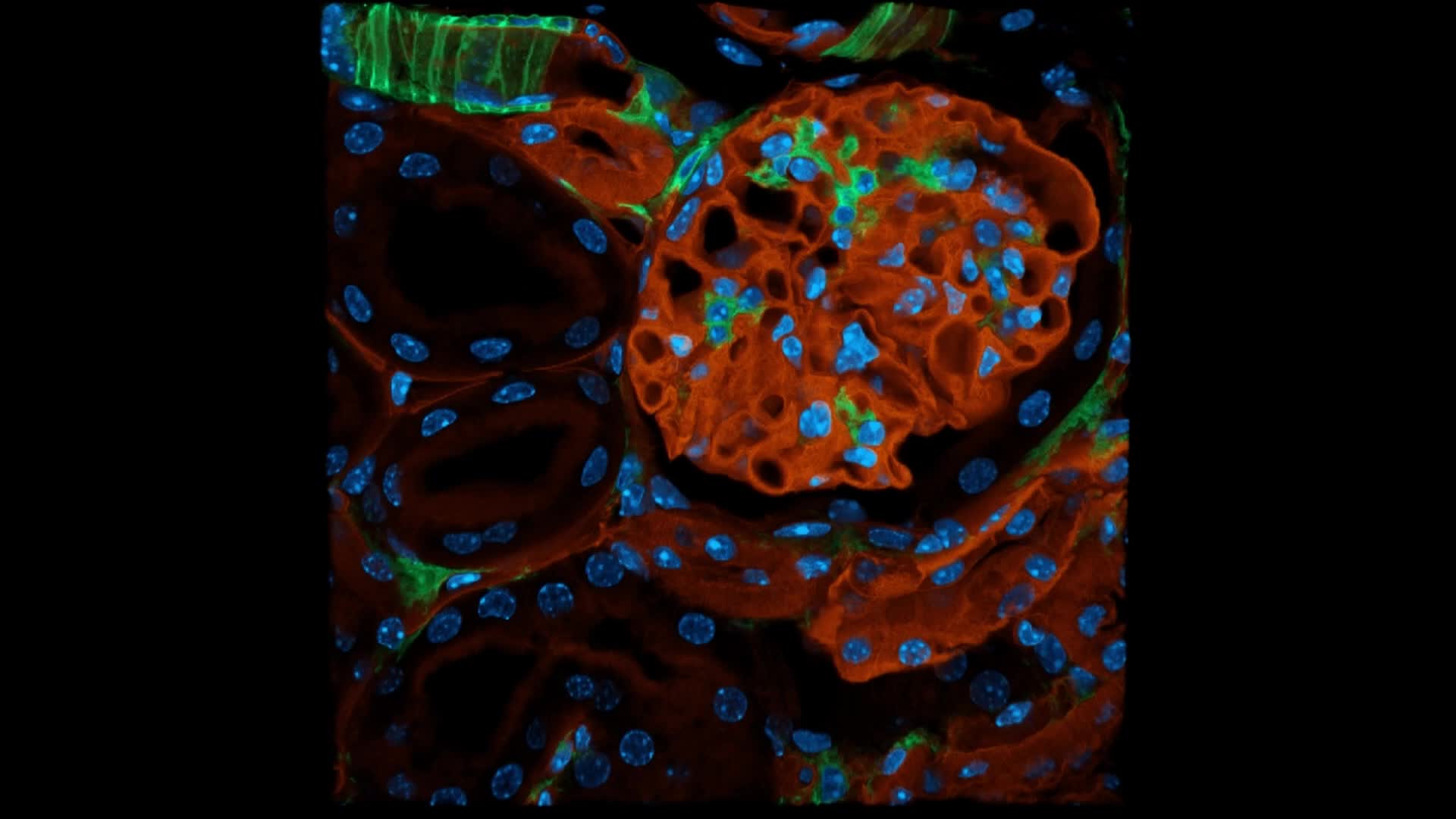 Hochgeladenes Medium 68f9ff07e630b2.92237326